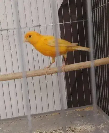 قناری ماده پرتقالی|پرنده|داراب, |دیوار