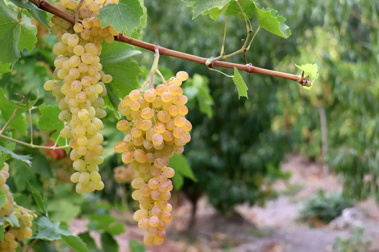 باغ انگور رویان مناسب تفریح خانواده|فروش زمین و ملک کلنگی|شاهرود, |دیوار