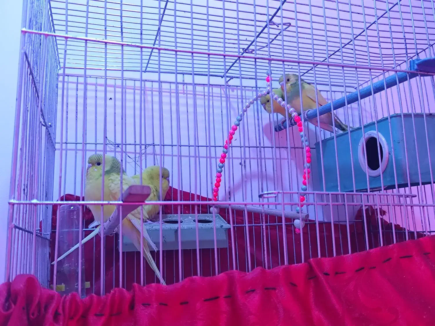 مرغ عشق آماده تخم گذاری|پرنده|اهر, |دیوار