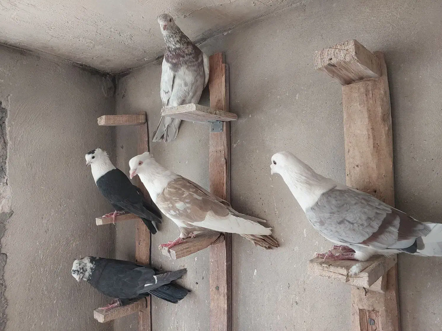 کبوتر تبعیدی|پرنده|قم, الغدیر|دیوار