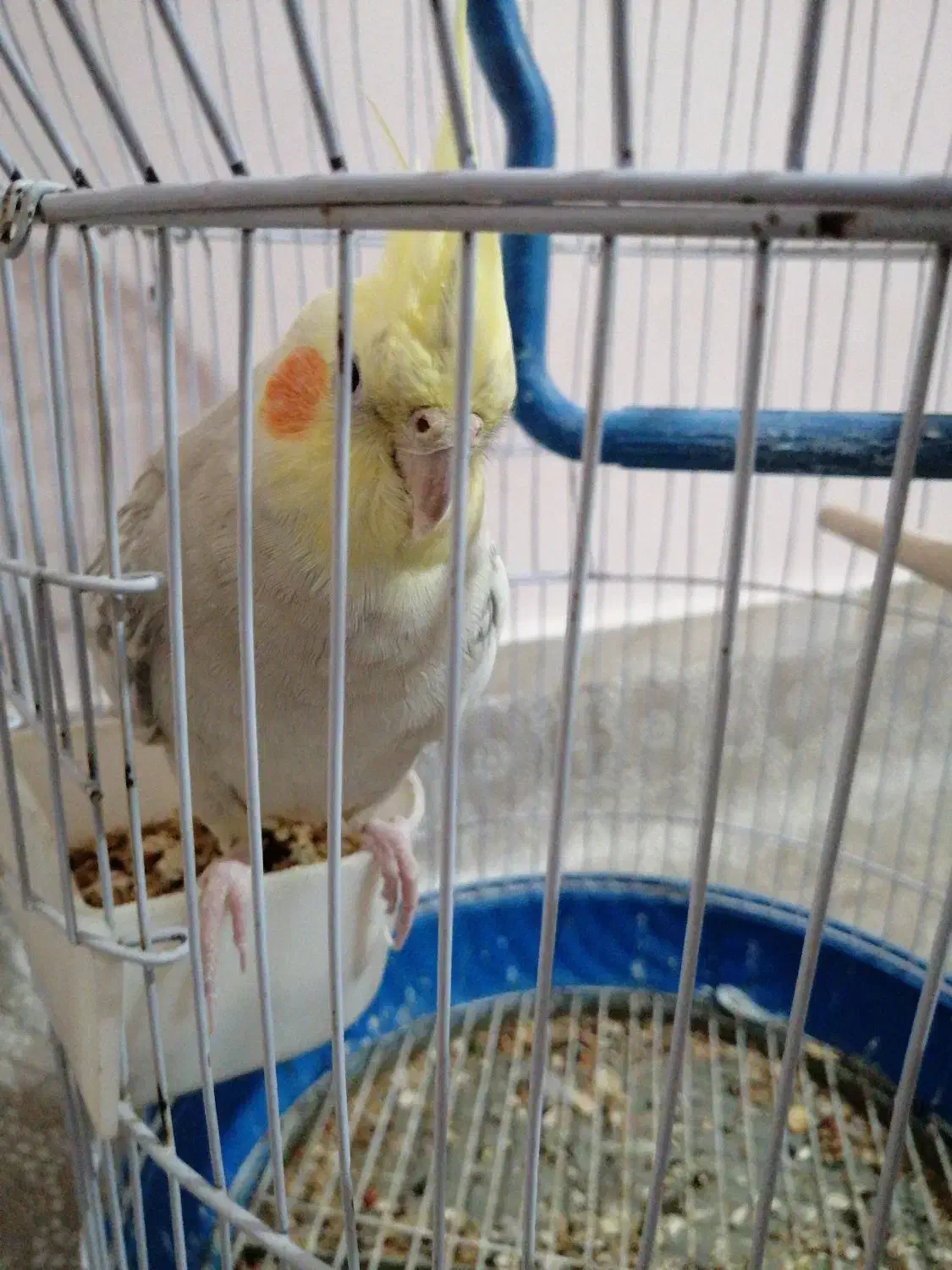 عروس هلندی زیبا|پرنده|ساوه, |دیوار