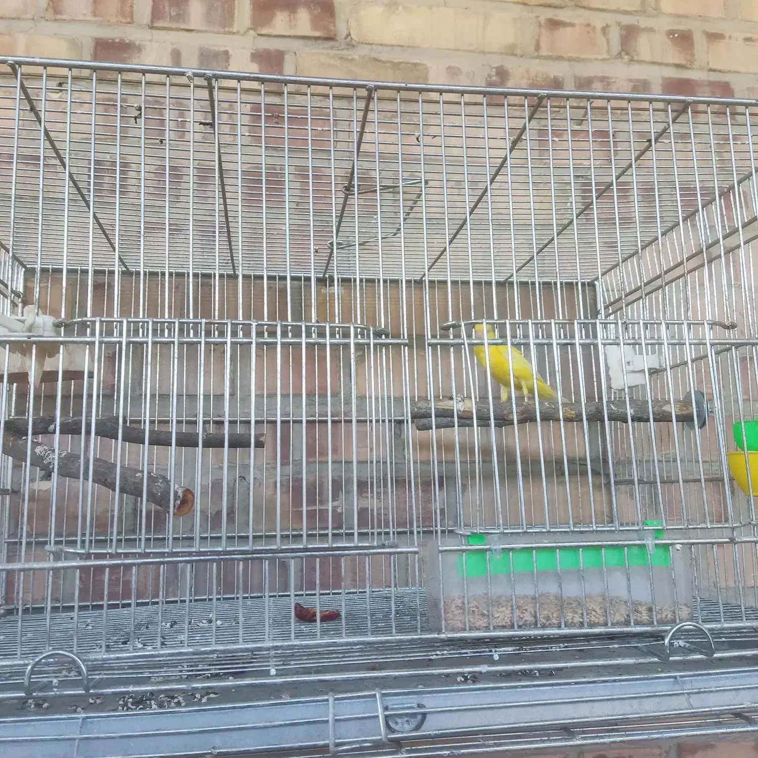 قناری نر|پرنده|رامهرمز, |دیوار