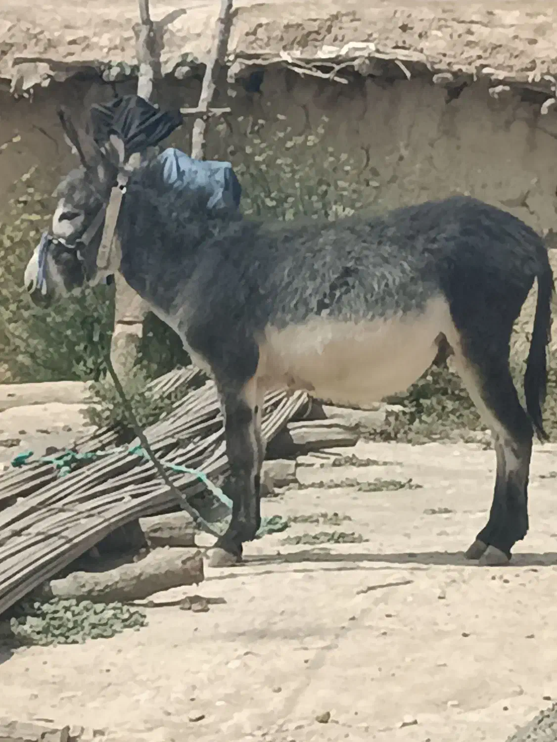 الاغ‌نر‌دوساله|حیوانات مزرعه|فلارد, |دیوار