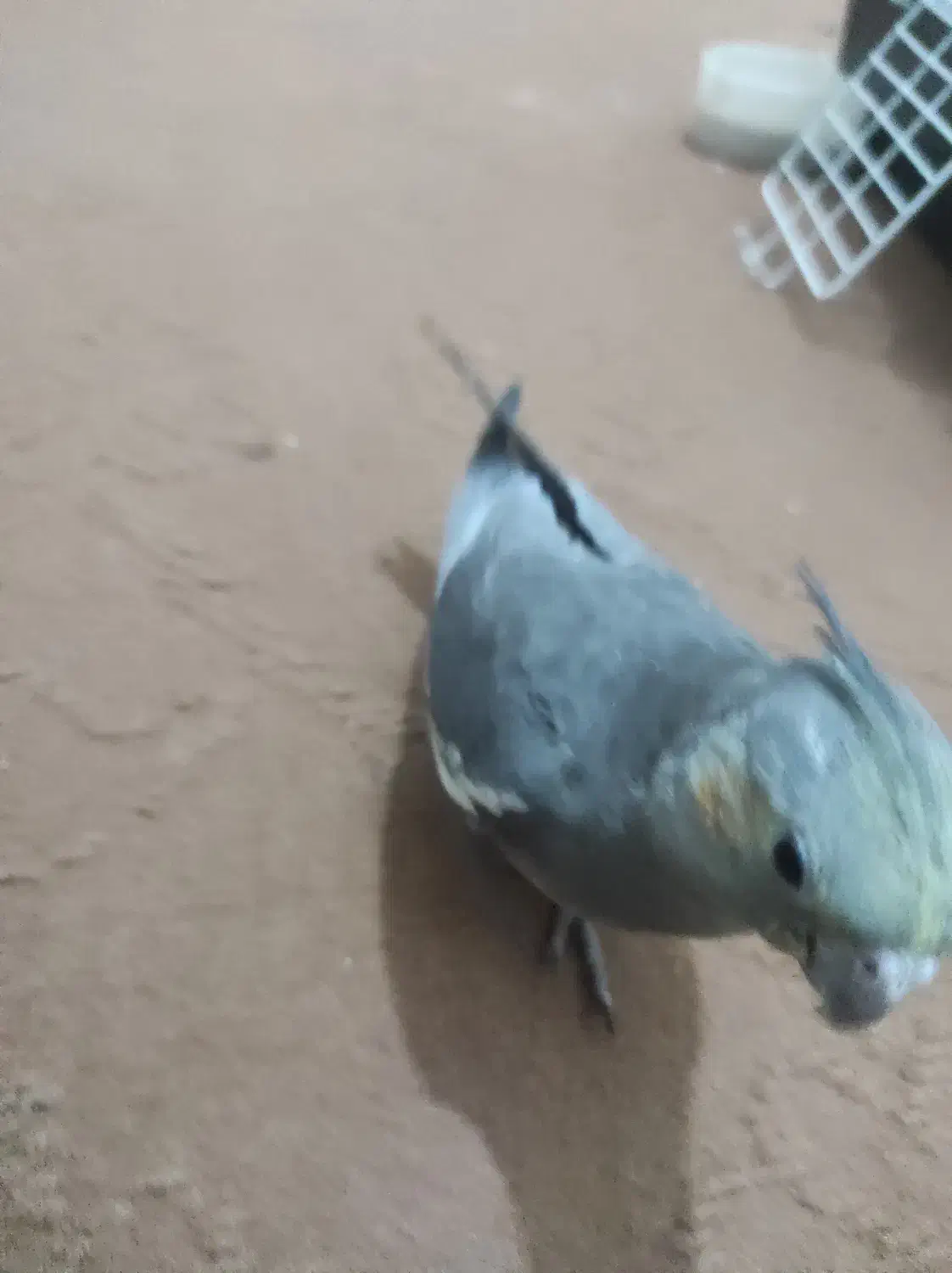 طوطی گمشده در مسکن مهر|حیوانات|بهبهان, |دیوار