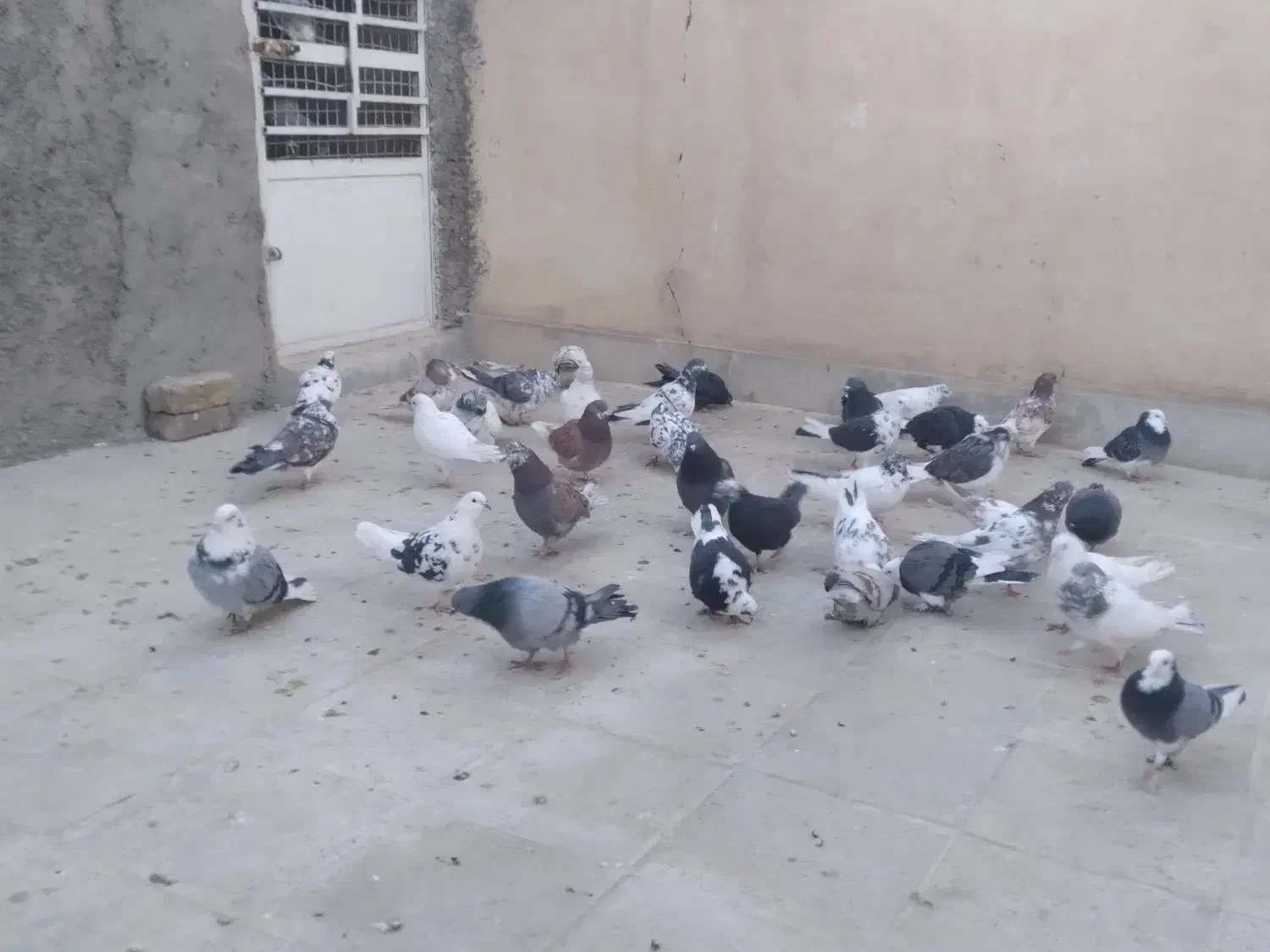 کفتر پرشی تهرانی|پرنده|شهریار, شهرک مصطفی خمینی|دیوار