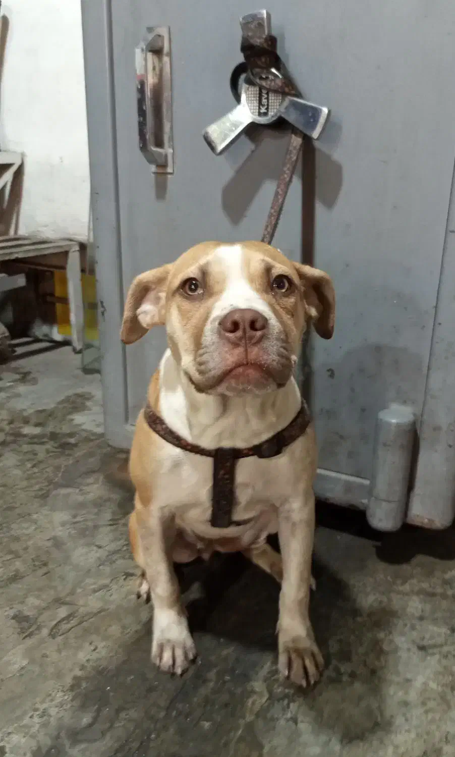 سگ پیتبول|سگ|کرج, شهرک جهان آرا|دیوار