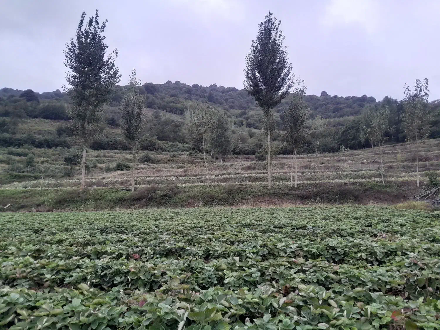 فروش بوته توت فرنگی ریشه لخت|گل و گیاه طبیعی|فریم, |دیوار