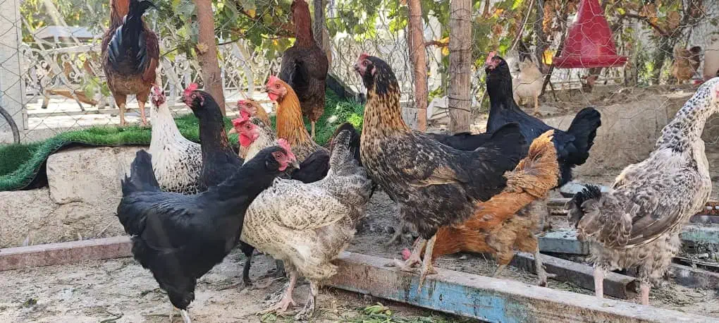 مرغ تخم گذار رسمی محلی ومرغ کرچ۲رگ لاری وجوجه گلین|حیوانات مزرعه|تهران, جوانمردان (اندیشه)|دیوار