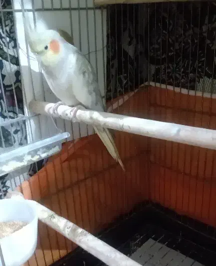 طوطی مرواریدی ماده|پرنده|تبریز, |دیوار