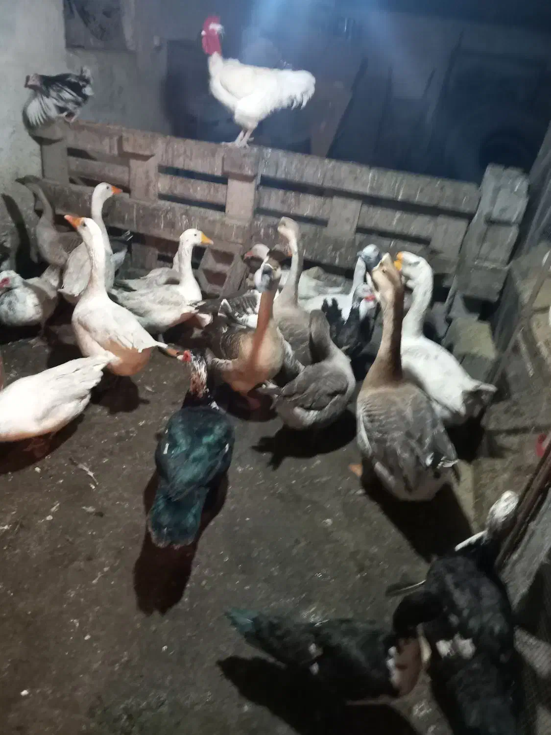 غاز و اردک خارجی|حیوانات مزرعه|قائم‌شهر, |دیوار