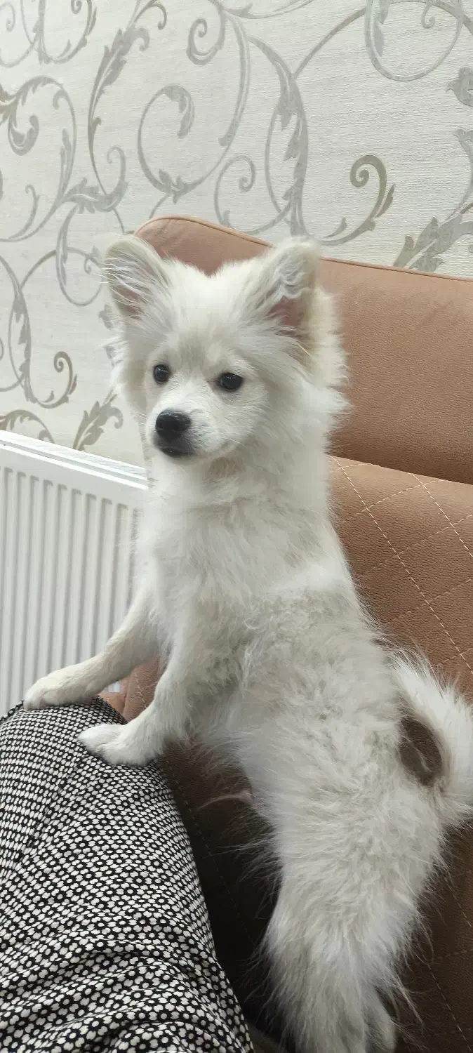 سگ پامر|سگ|یزد, |دیوار