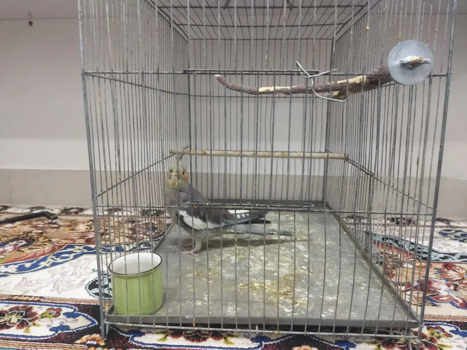 عروس پاریس ۸ ماهه سینامون نیمه دستی|پرنده|اهواز, فرهنگ شهر|دیوار