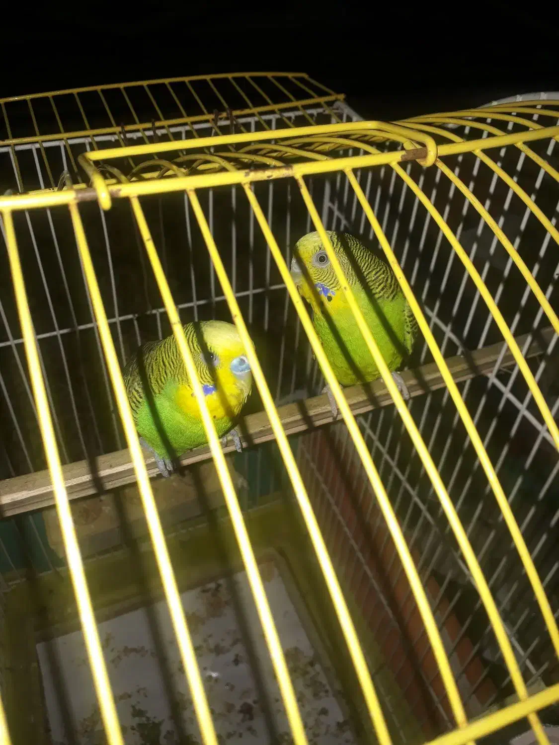 یک جفت مرغ عشق سبز بالغ|پرنده|دره شهر, |دیوار