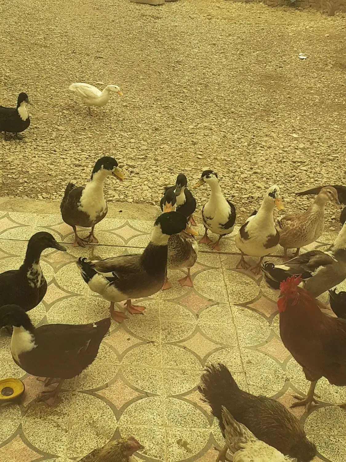 اردک سالم و سرحال|حیوانات مزرعه|بیرانوند, |دیوار