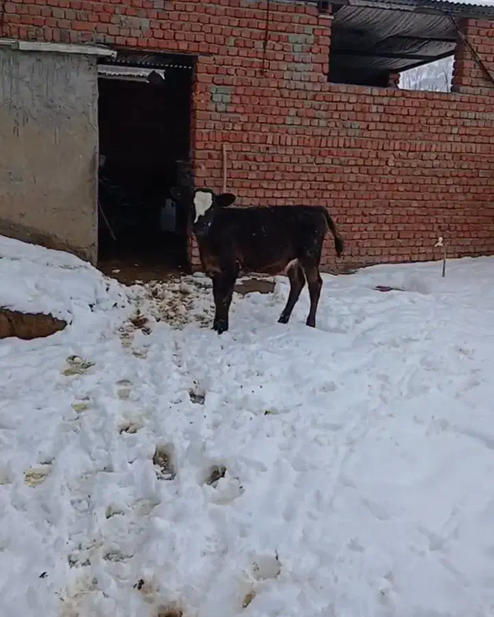 گوساله ماده جنس|حیوانات مزرعه|مریوان, |دیوار