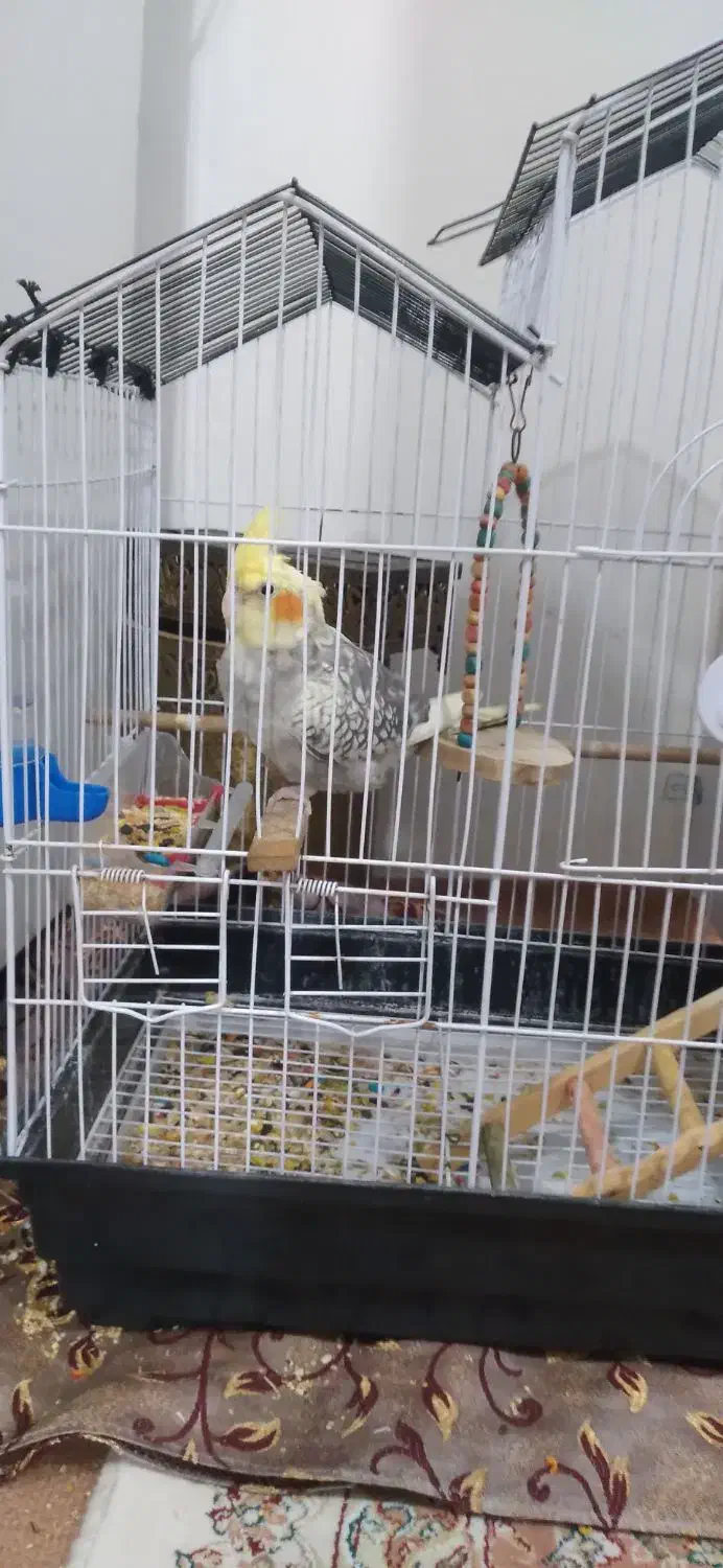 عروس هلندی|پرنده|قدس, شهر‌قدس|دیوار