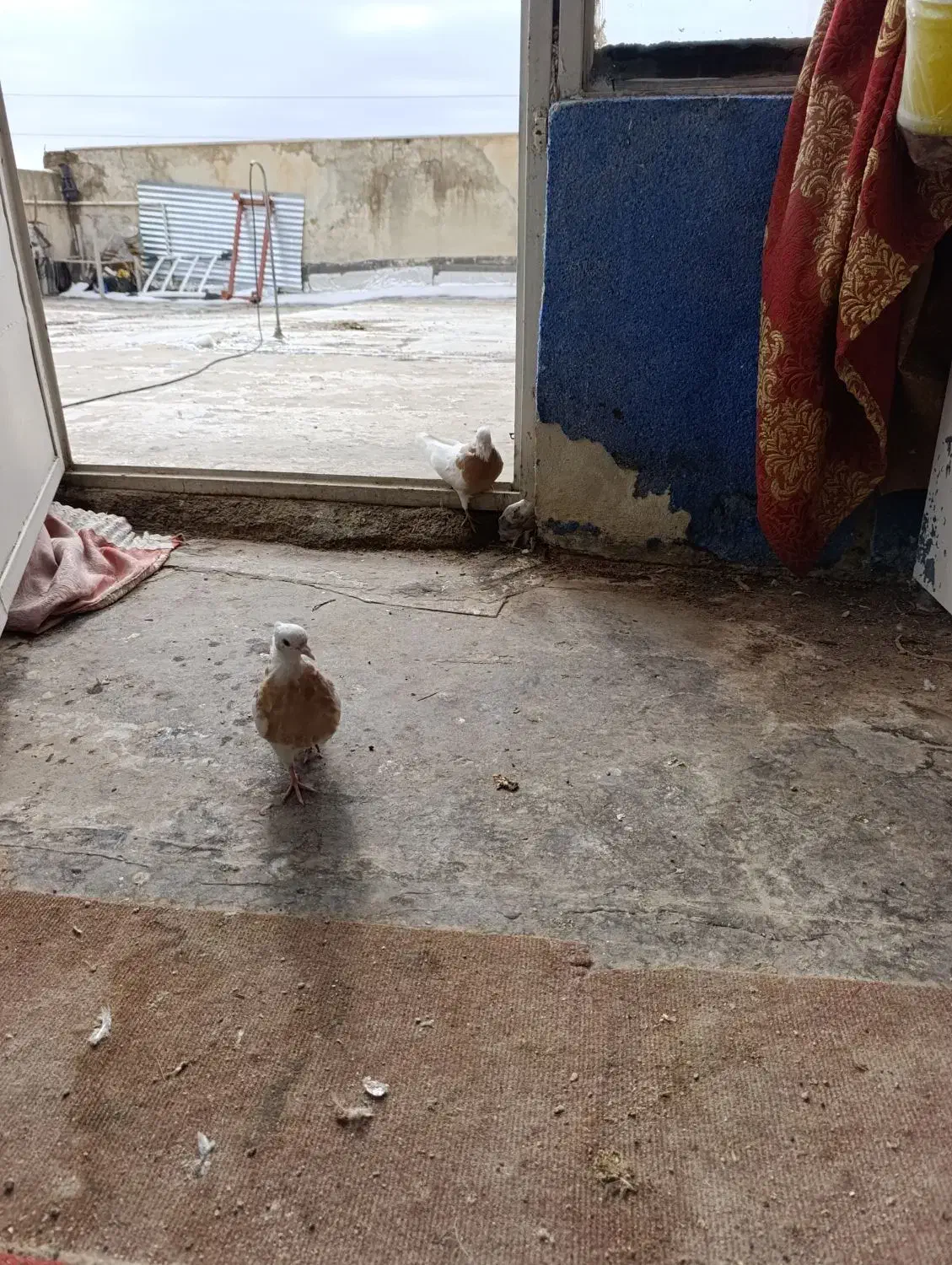 طوقی گم شده|حیوانات|ایلام, |دیوار