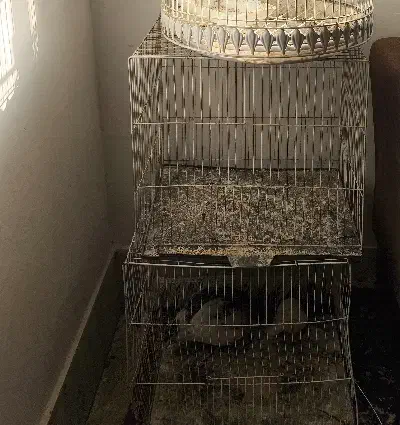 قفس برای مرغ عشق عروس هلندی فنچ کوتوله|لوازم جانبی حیوانات|گلبهار, شهر جدید گلبهار|دیوار