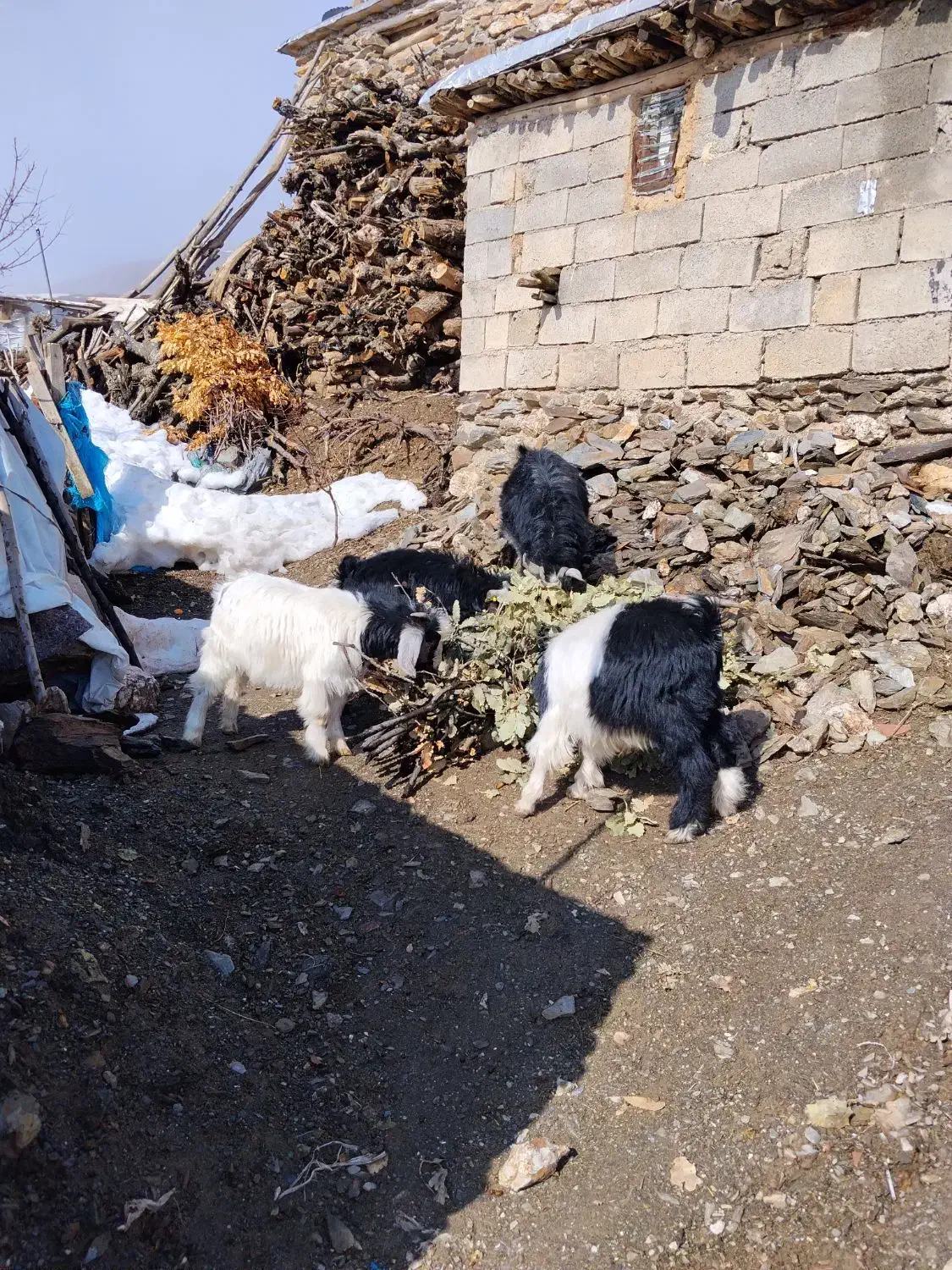 بزغاله|حیوانات مزرعه|بانه, |دیوار