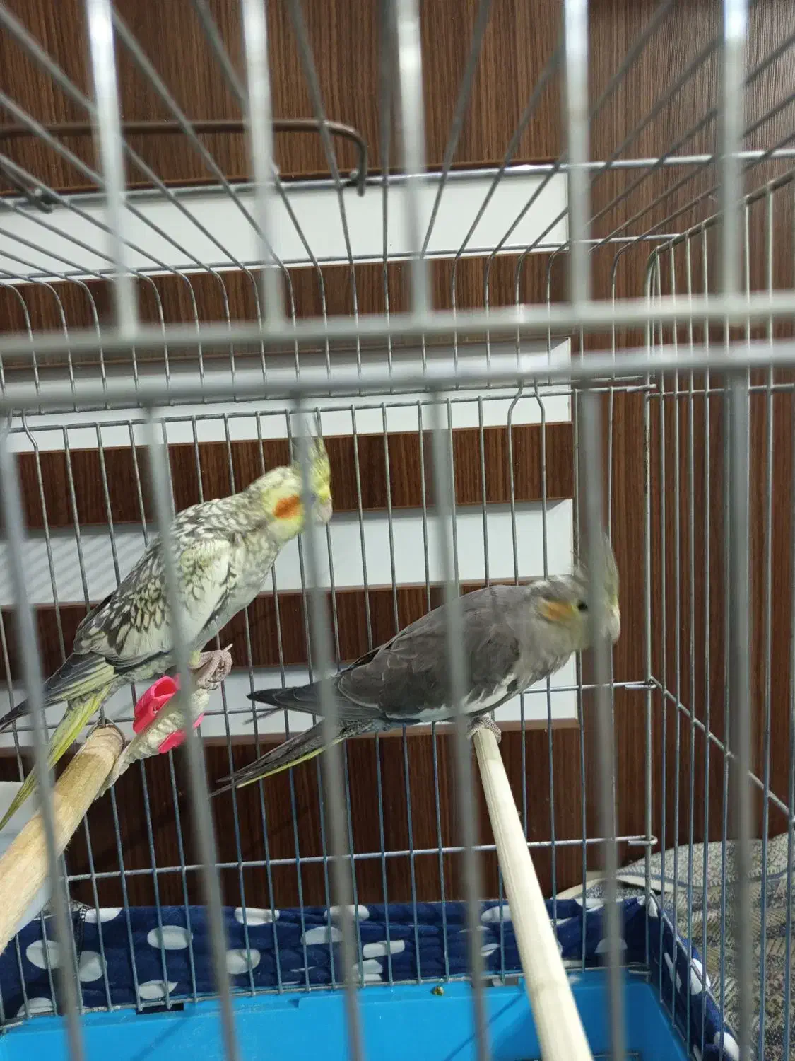 عروس هلندی|پرنده|تهران, اتابک|دیوار