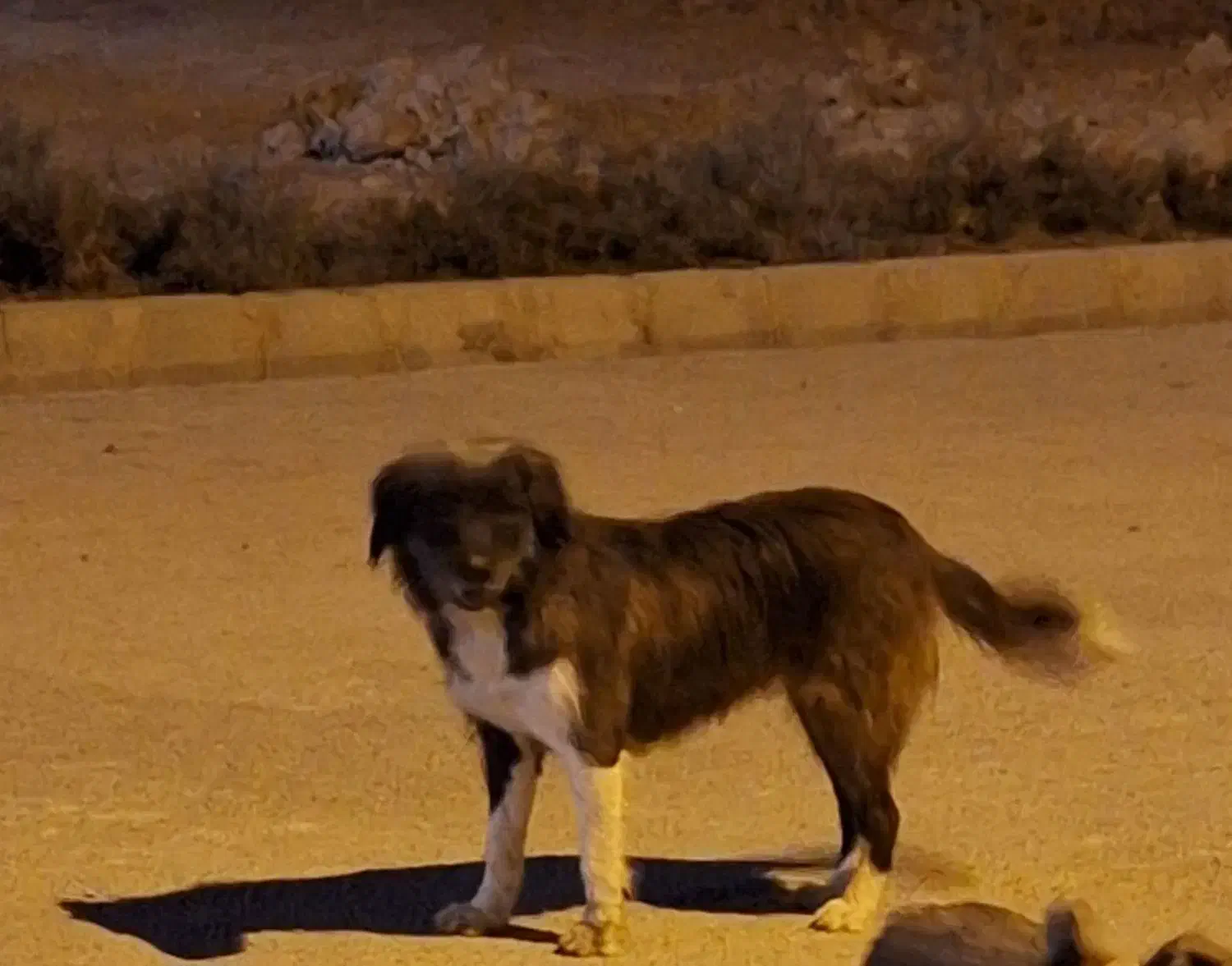 برجی ماده جوان|سگ|شوشتر, |دیوار