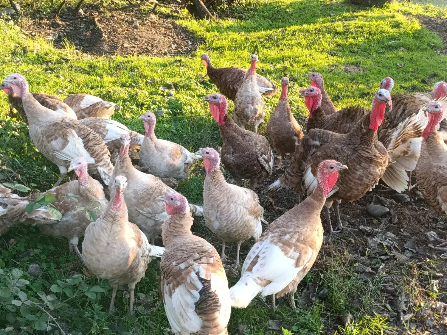 بوقلمون و غاز|حیوانات مزرعه|رشت, کوی قدس|دیوار