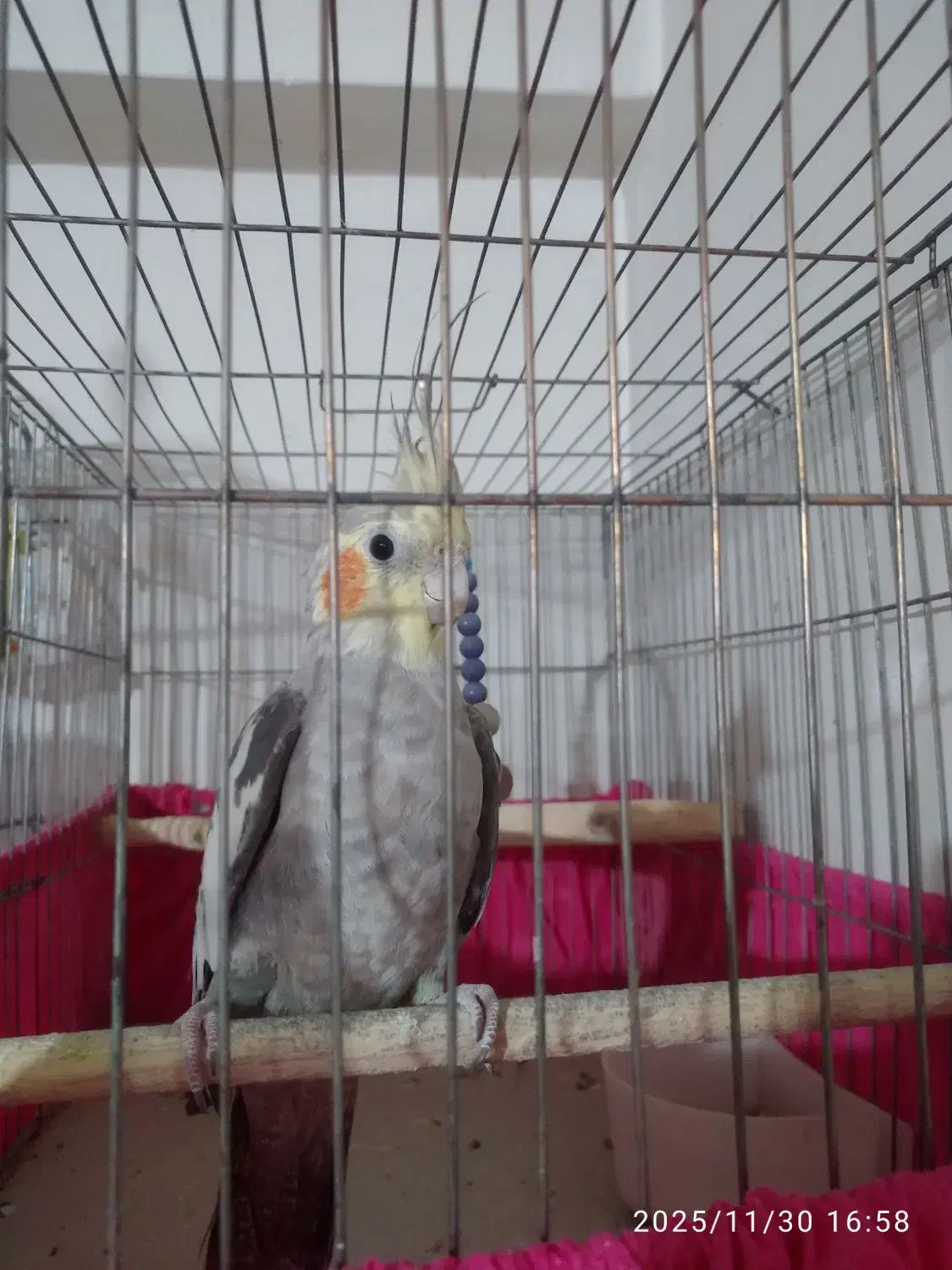 عروس هلندی نر و ماده|پرنده|شهرضا, |دیوار