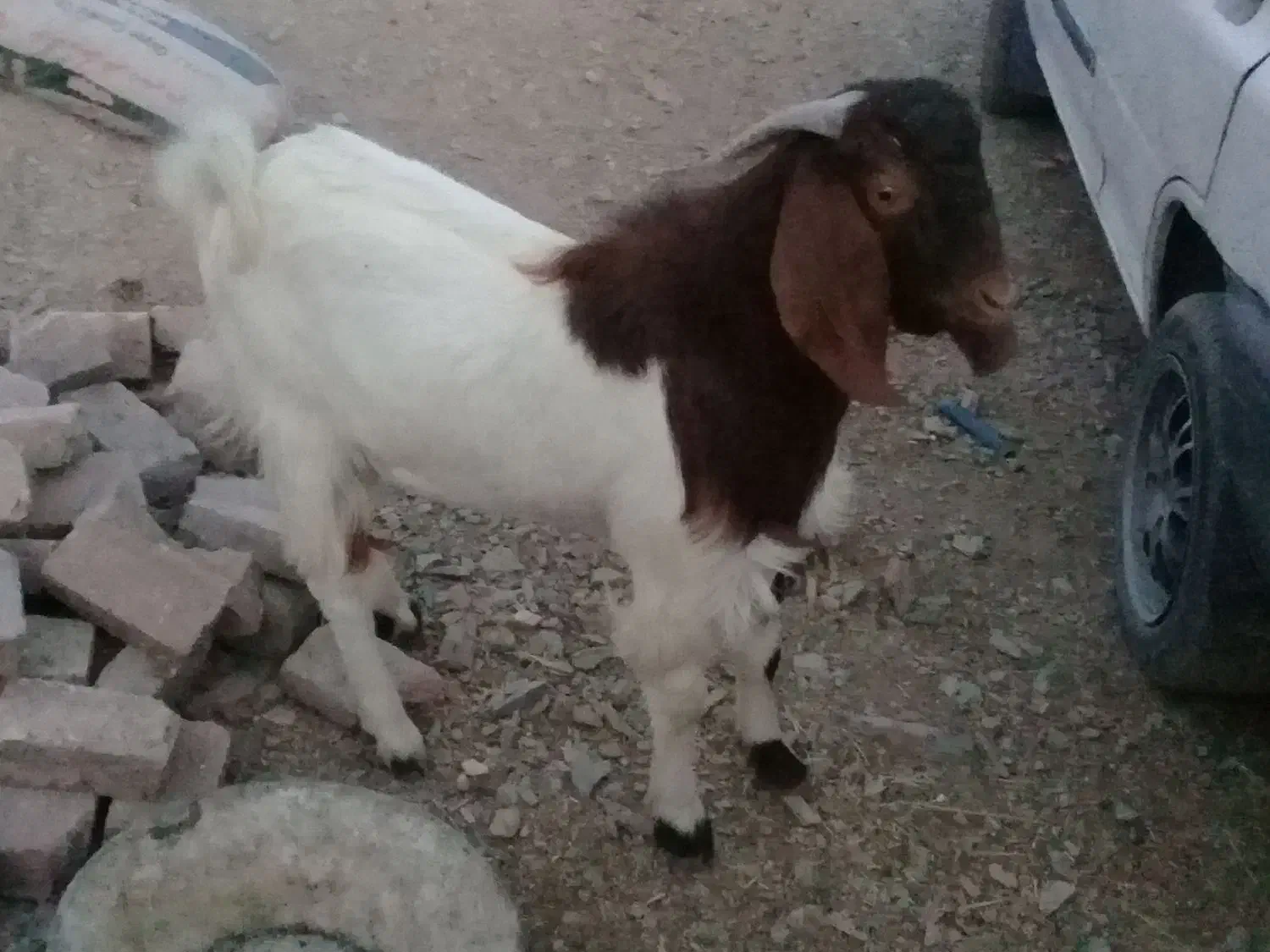 گوسفند|حیوانات مزرعه|بیرجند, |دیوار