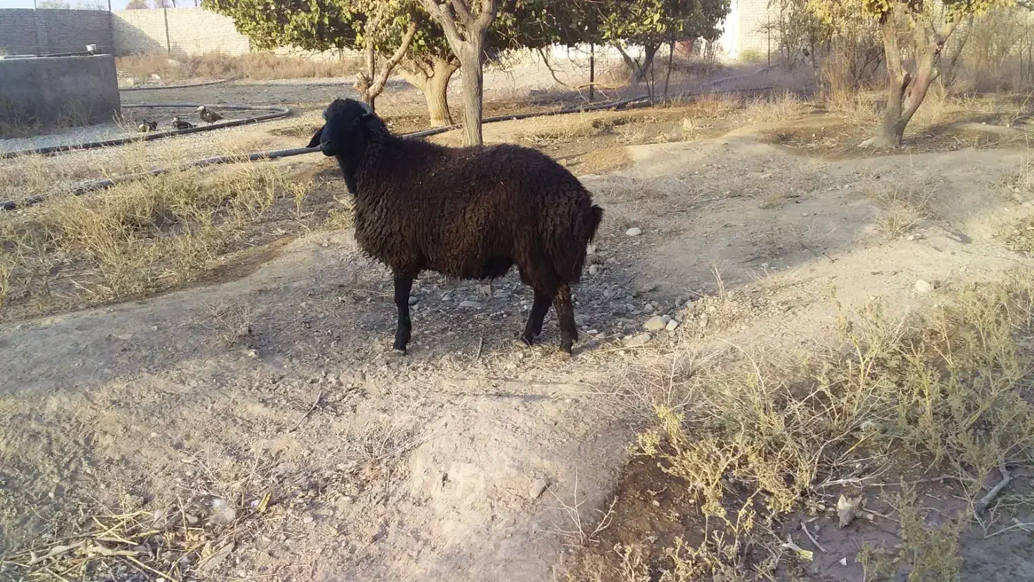 یک دونه بره نر|حیوانات مزرعه|پیشوا, |دیوار