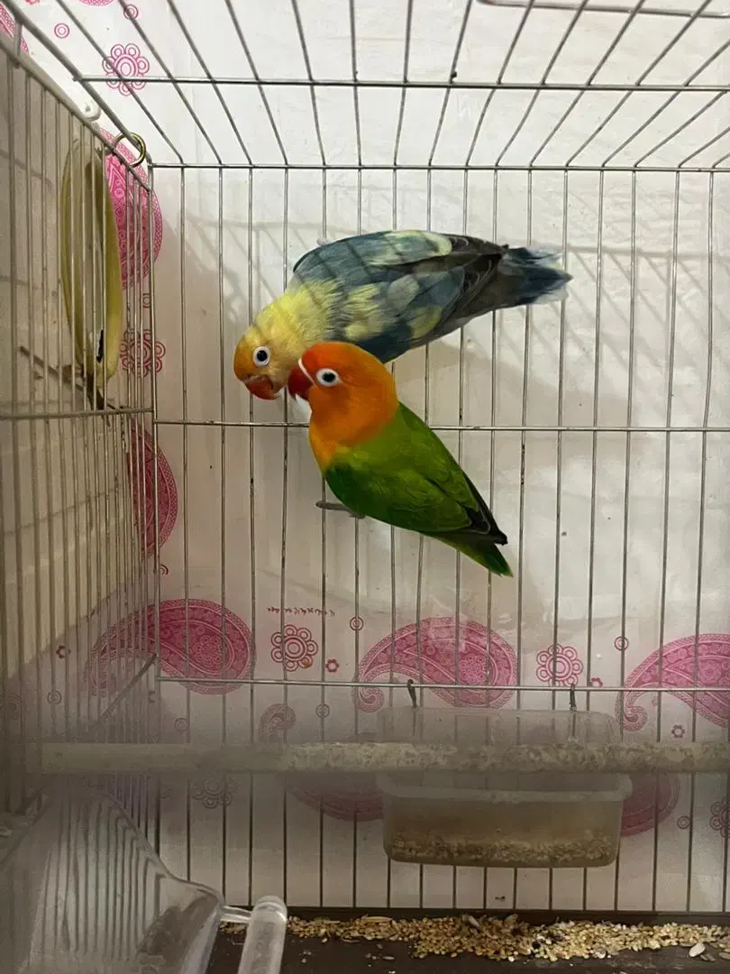 معاوضه یا فروش با جوجه سرلاکی برزیلی|پرنده|کرمانشاه, |دیوار