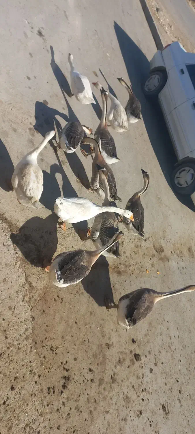 قوغاز چینی گردن ماری|حیوانات مزرعه|مشهد, توس (بلوار توس)|دیوار