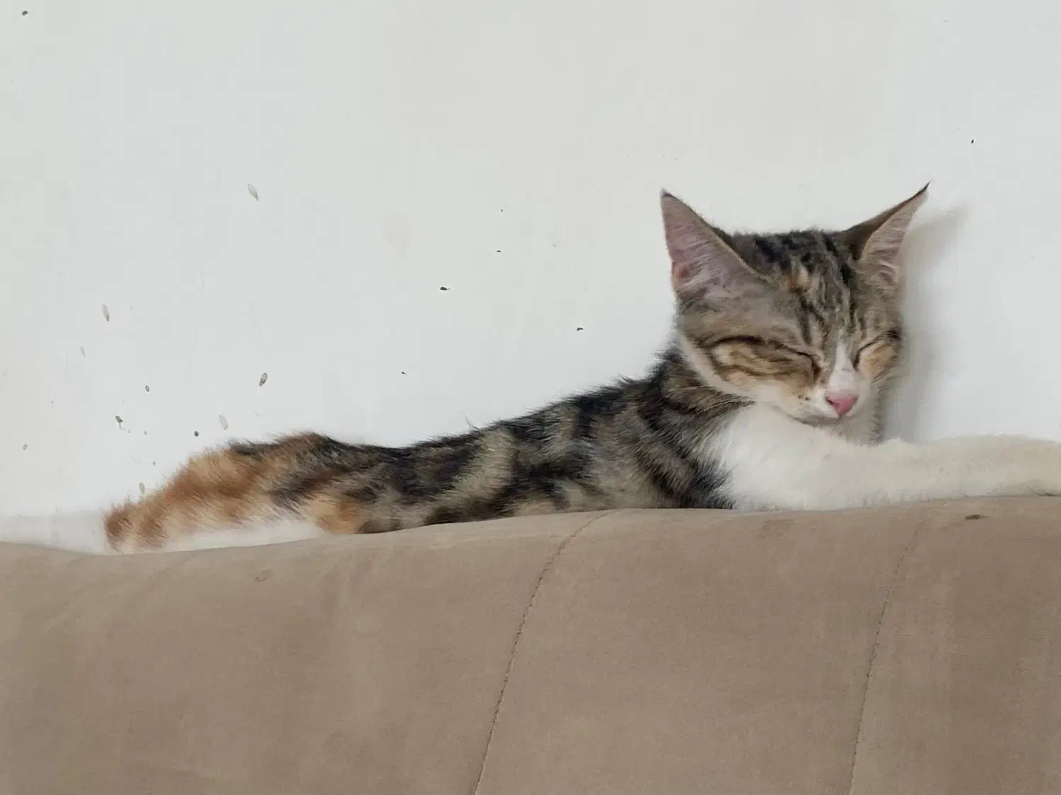 گربه dsh|گربه|هشتگرد, شهرک صبا سوله|دیوار