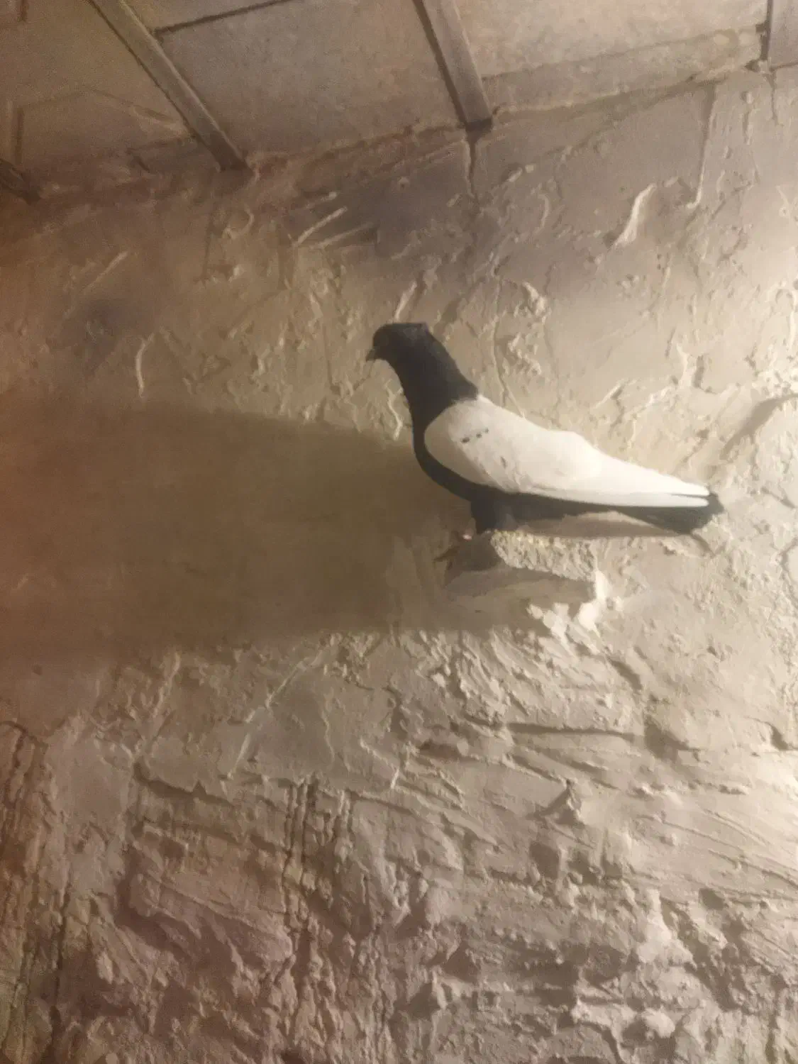 کفتر کبوتر رنگه|پرنده|مشهد, مصطفی خمینی|دیوار