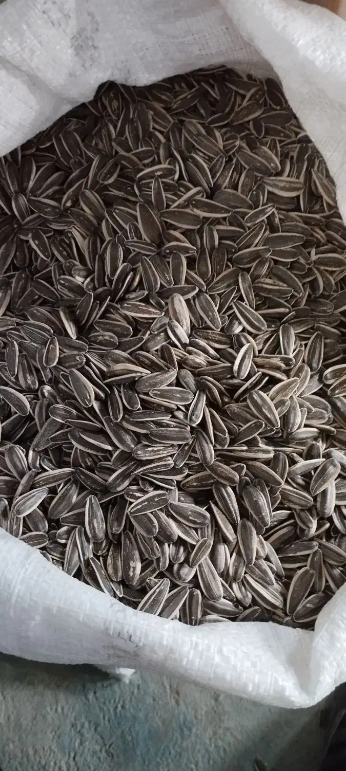 تخمه کانادایی|عمده‌فروشی|بیلوار, |دیوار