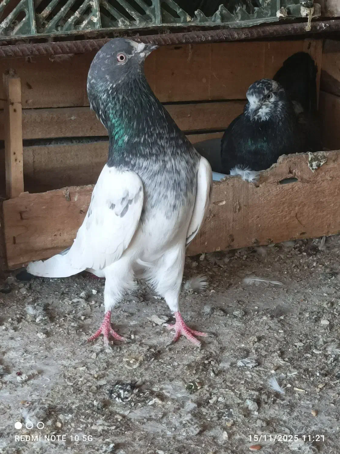 سلطان پرش|پرنده|بندرعباس, |دیوار