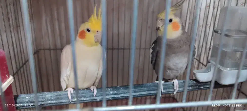 یک جفت عروس هلندی|پرنده|بندرعباس, |دیوار