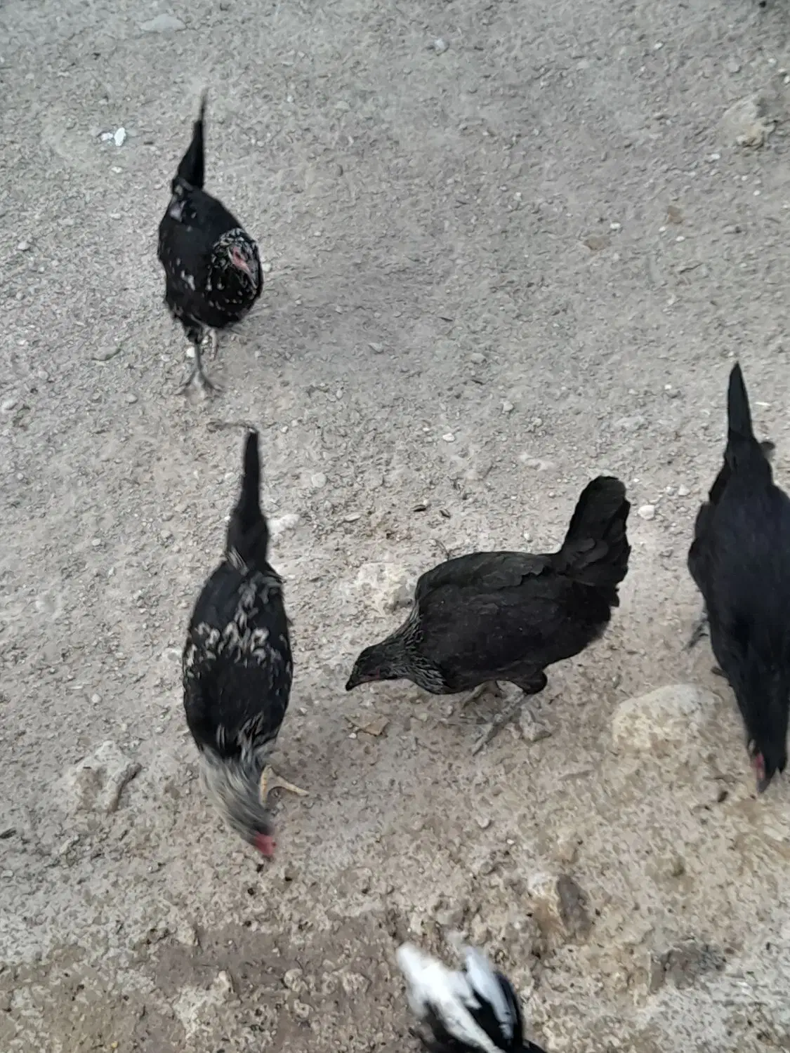 مرغ و خروس محلی|حیوانات مزرعه|آبدان, |دیوار