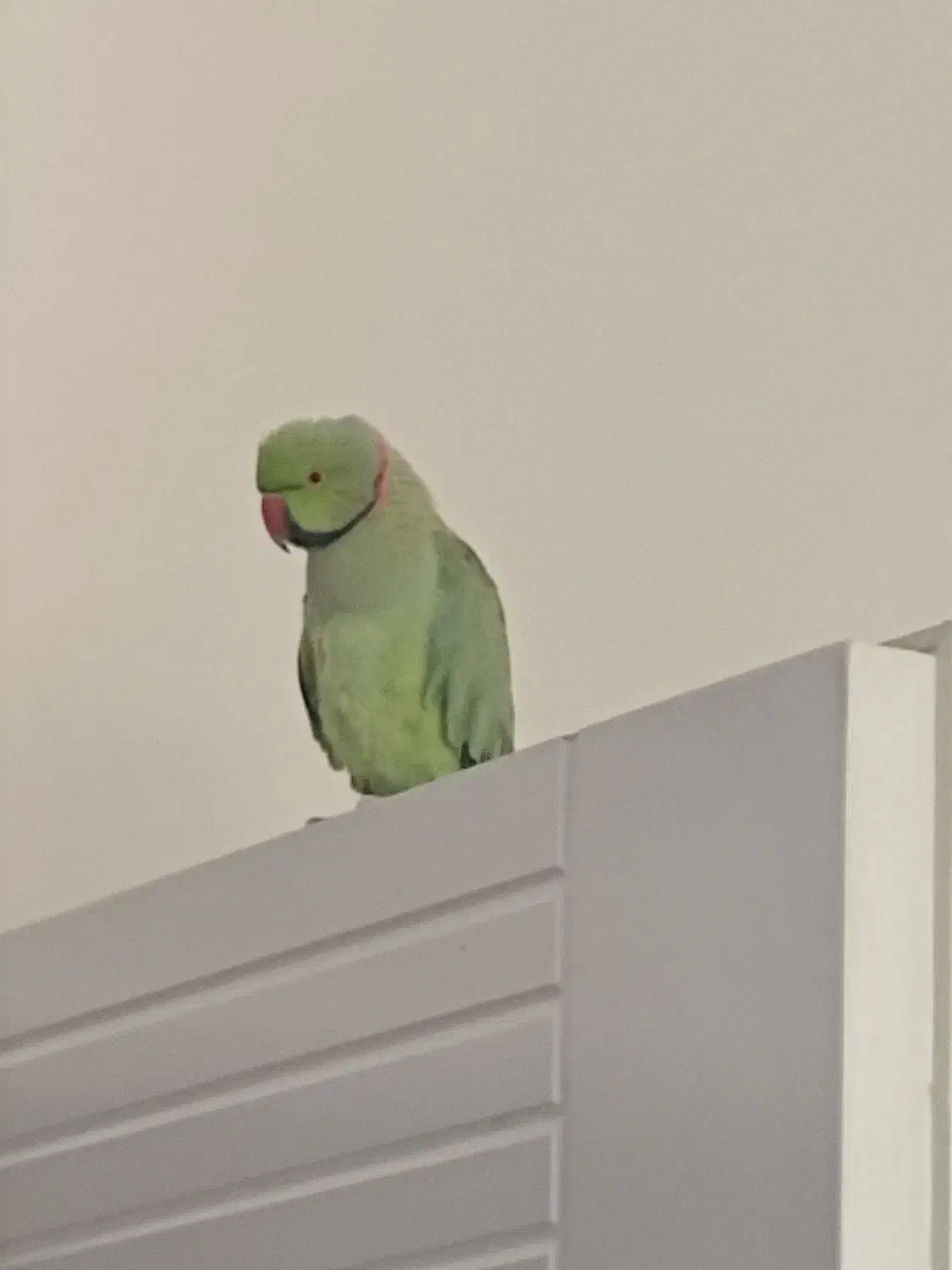 ملنگو|پرنده|قائن, |دیوار