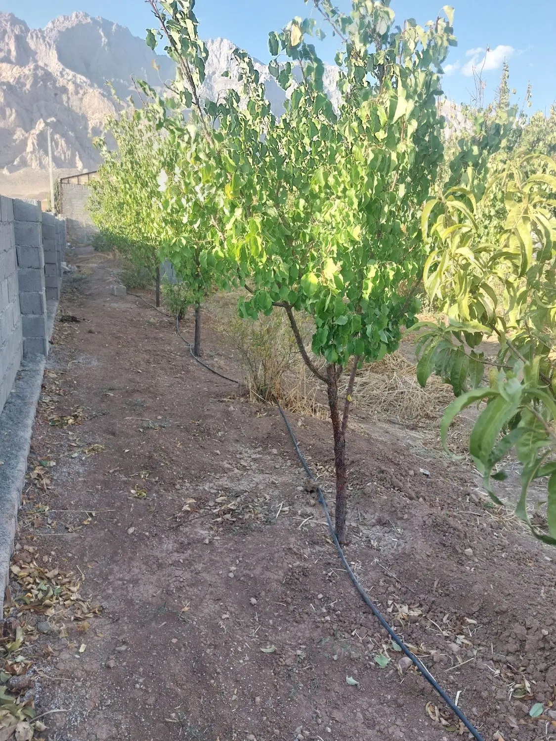 باغ|فروش زمین و ملک کلنگی|خرقان, |دیوار