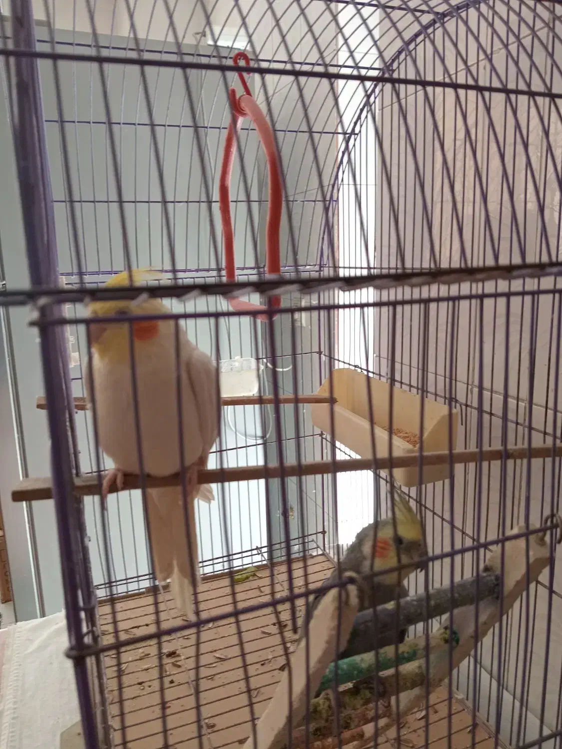 عروس هلندی|پرنده|فردیس, شهرک ۱۱۰|دیوار