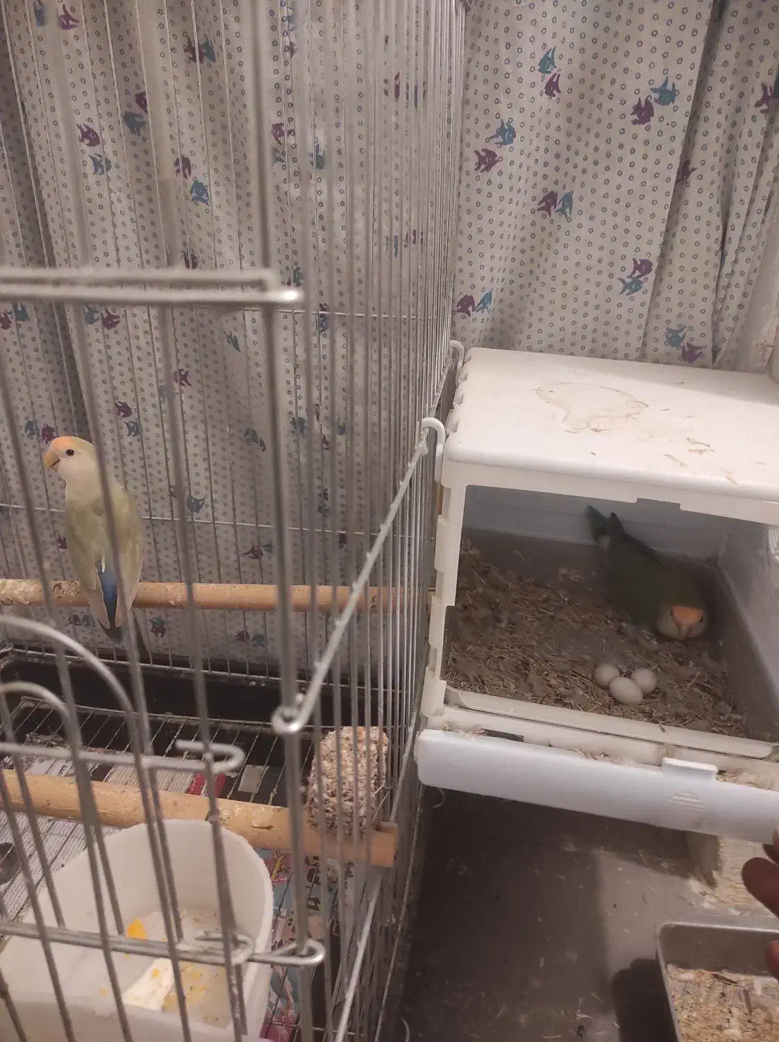 فروش ۳ جفت کوتوله برزیلی|پرنده|شیراز, تندگویان|دیوار