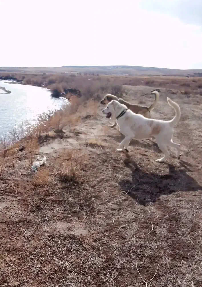 سگ سرابی|سگ|هریس, |دیوار