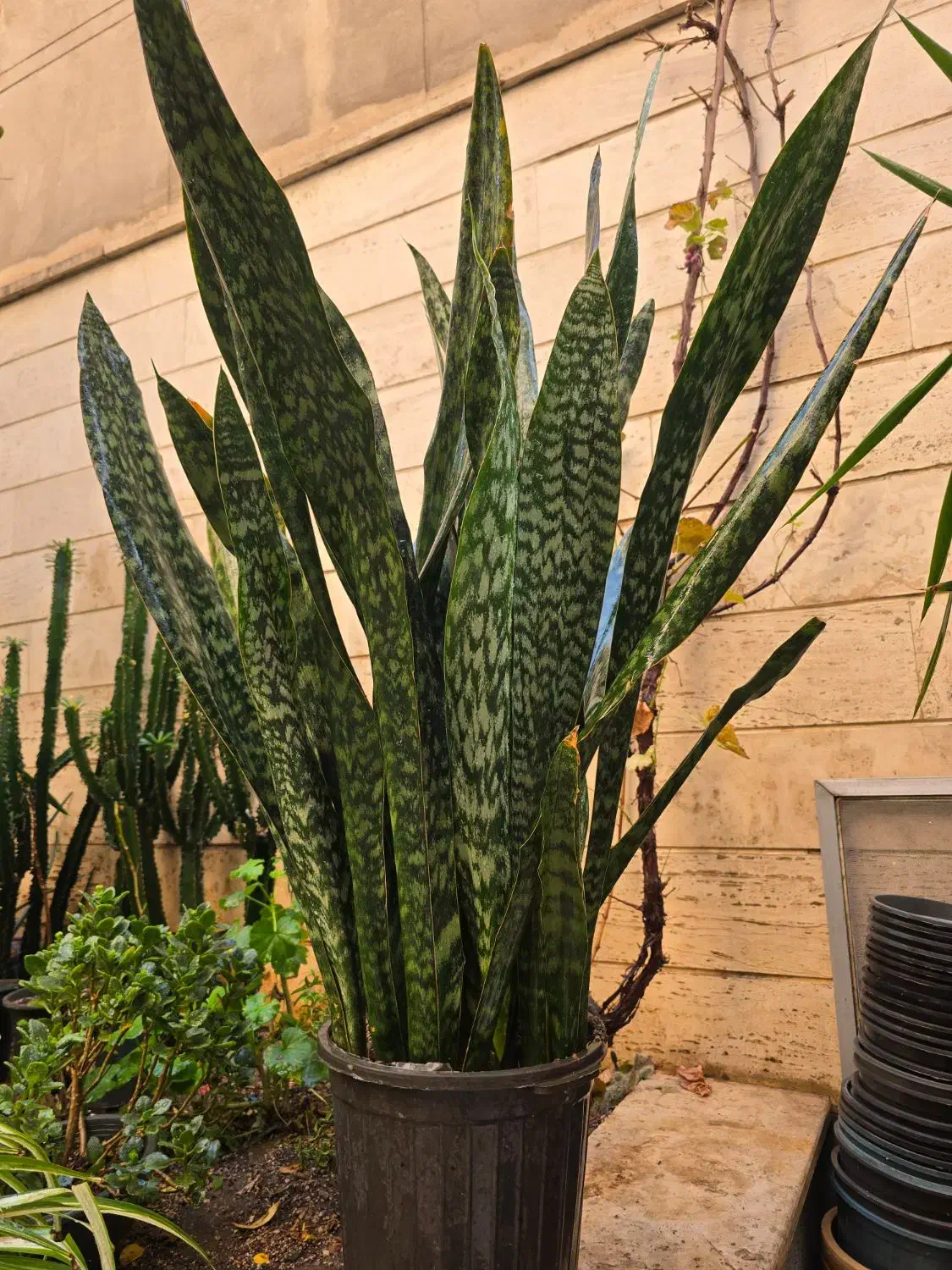 سانسوریا یوکا لیندا|گل و گیاه طبیعی|تهران, سلسبیل شمالی|دیوار