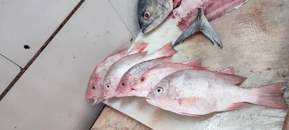 ماهی چنگو تازه رسید|خوردنی و آشامیدنی|فسا, |دیوار