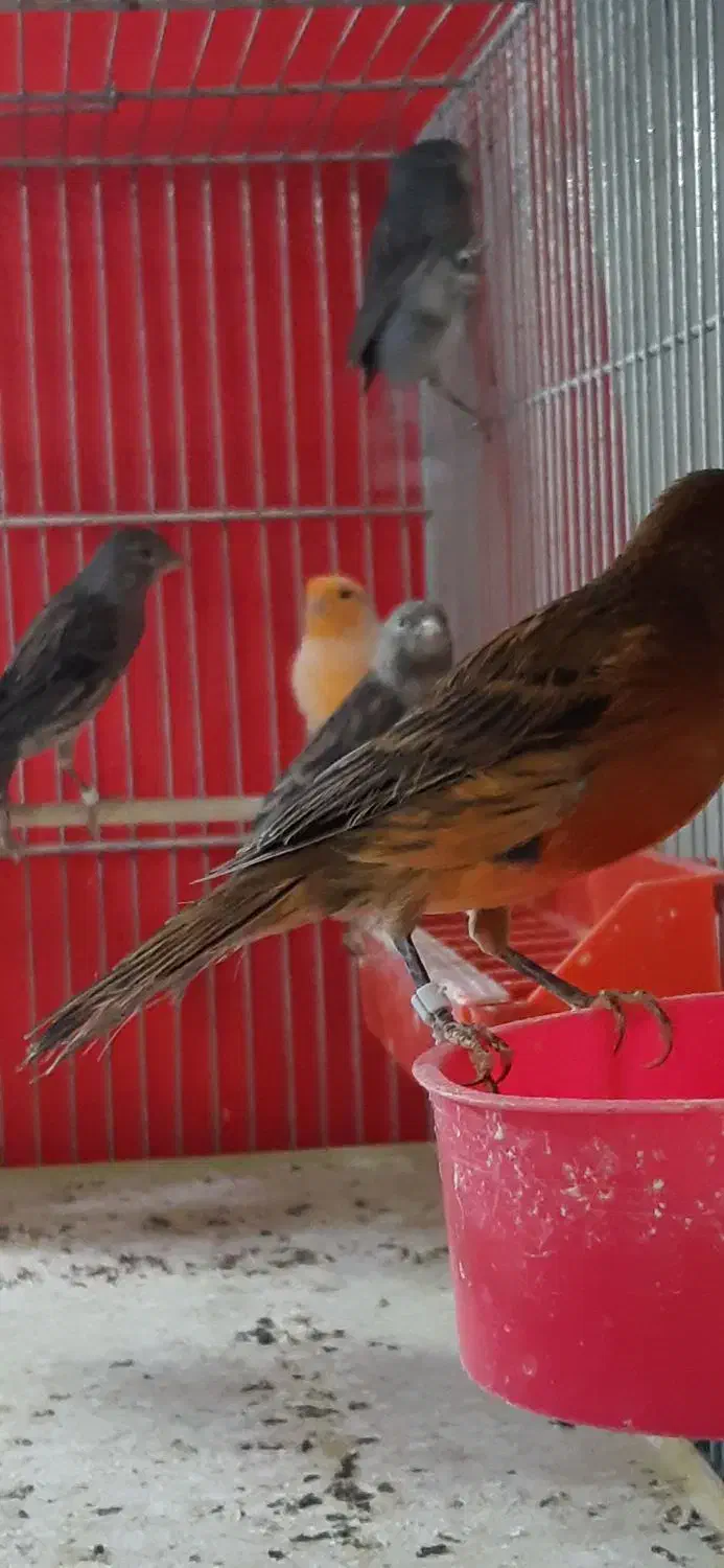 قناری جوان|پرنده|فولادشهر, زاینده رود|دیوار