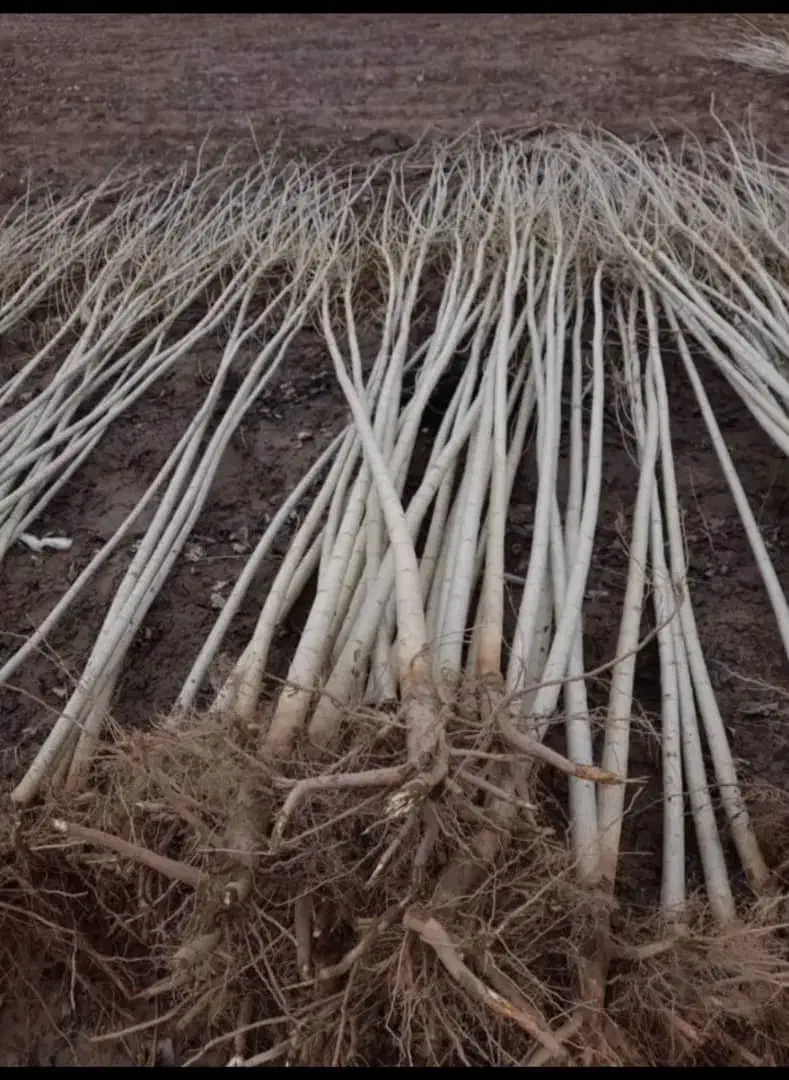 توزیع نهال صنوبرنیگرا در نهالستان غرب|خدمات باغبانی و درختکاری|دیواندره, |دیوار