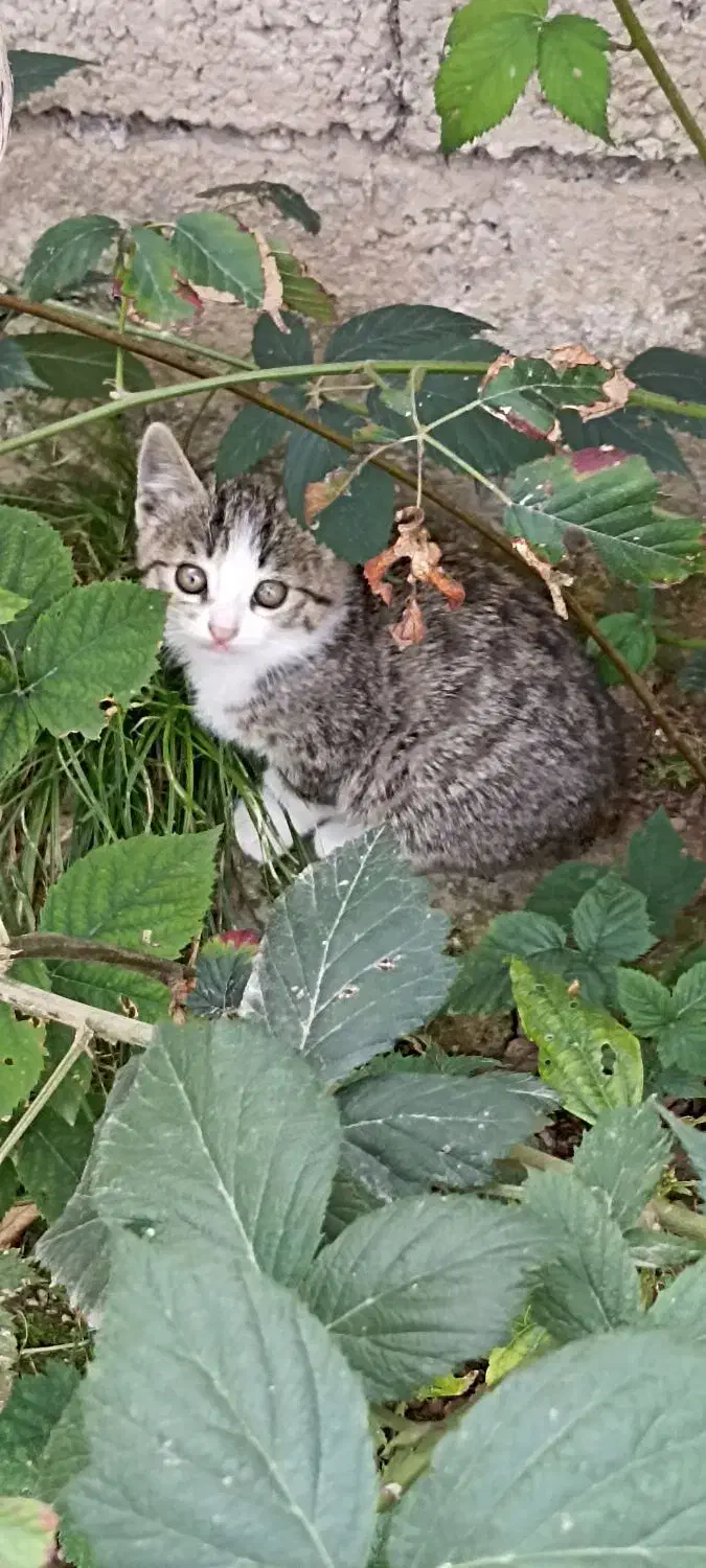 واگزاری رایگان  گربه|گربه|بابل, |دیوار