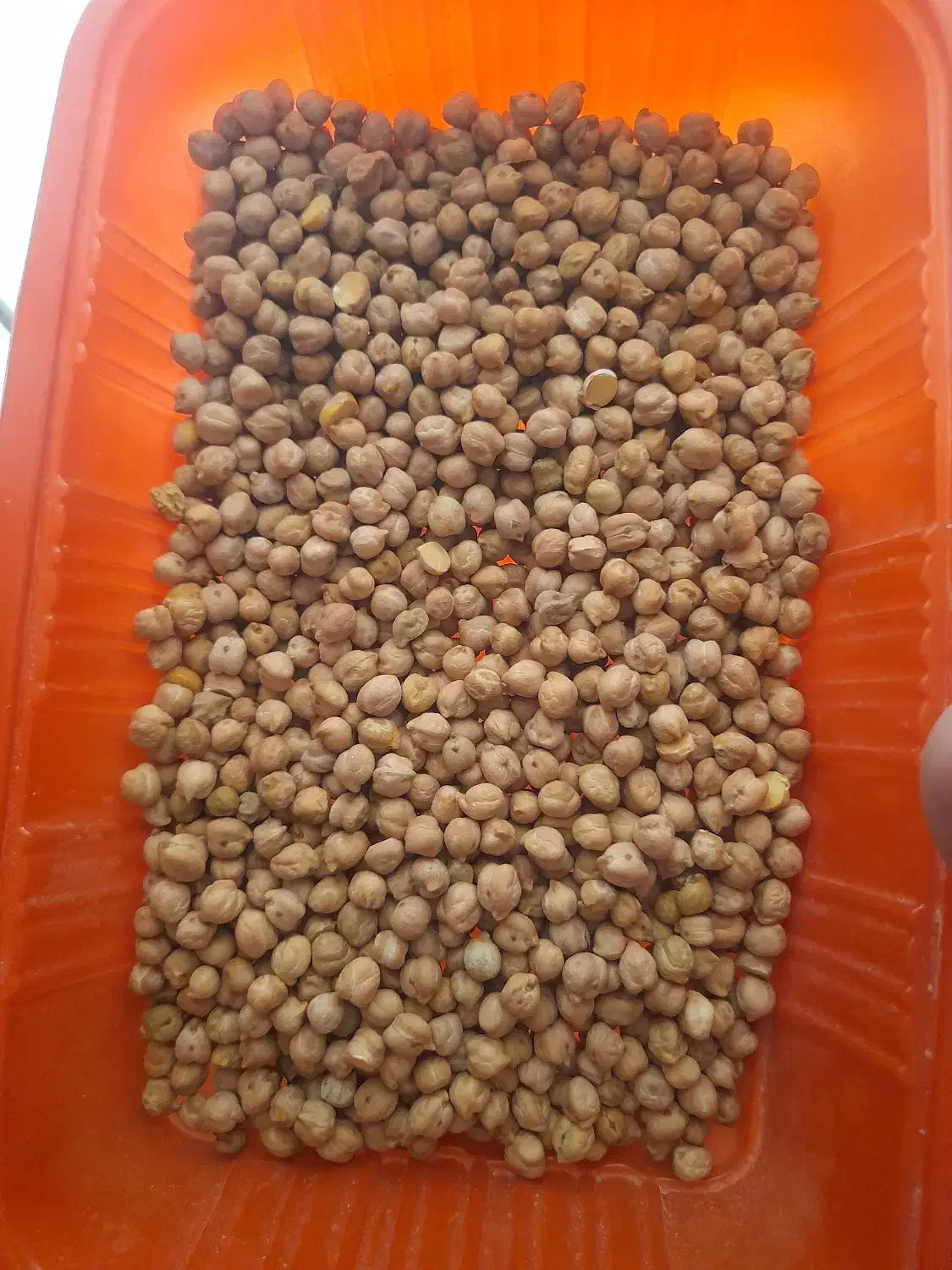 نخود ارگانیک امسال (سراب)|خوردنی و آشامیدنی|بهارستان, |دیوار