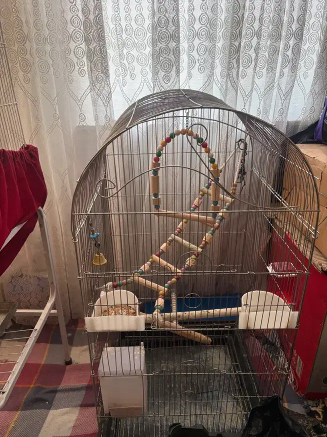 عروس هلندی|پرنده|ملارد, |دیوار