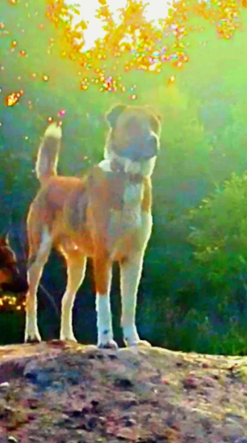 سگ سراب گله ای|سگ|گلپایگان, |دیوار